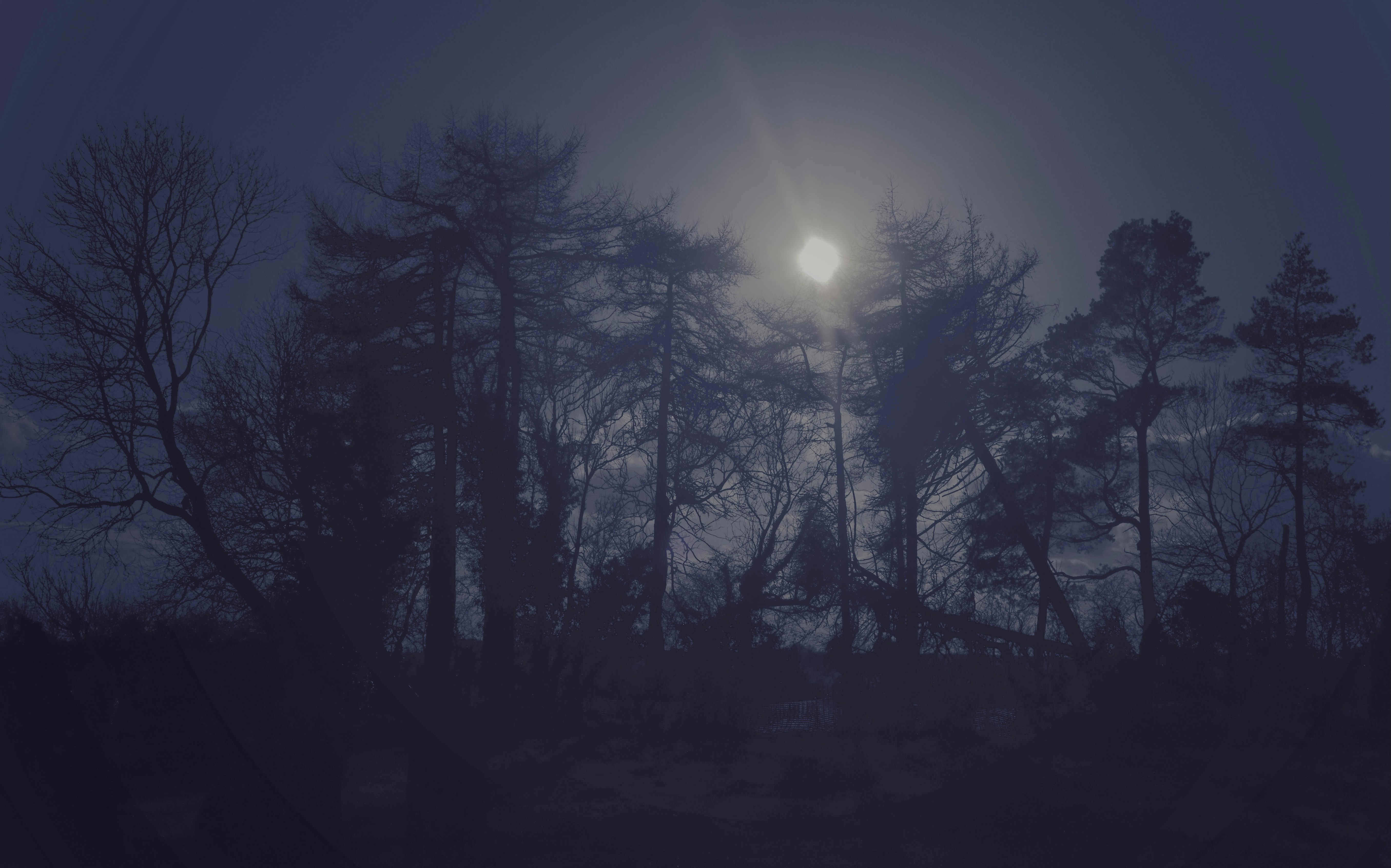 Nightfall full moon over a spooky forest